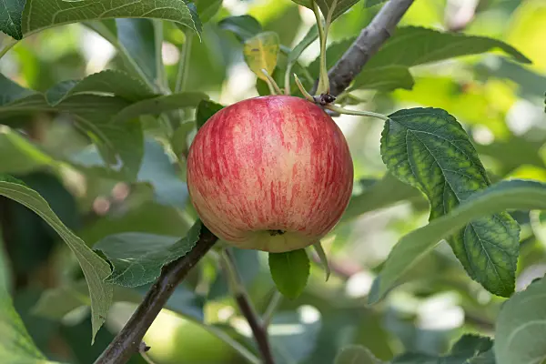 664257 - Orchard apple (Malus x domestica 'Nela')