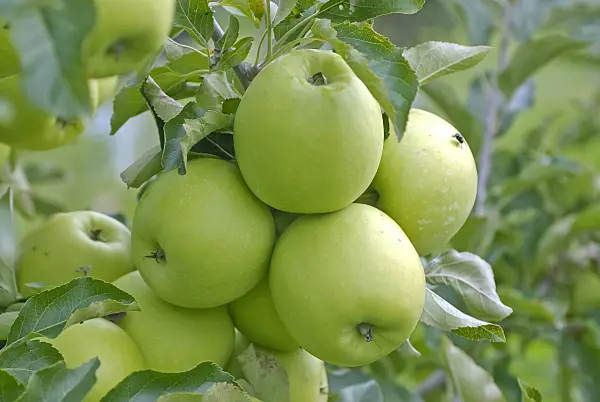 502277 - Orchard apple (Malus x domestica 'Nicogreen')