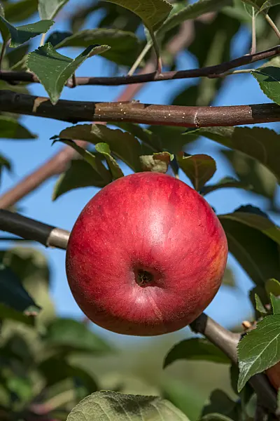675230 - Orchard apple (Malus x domestica 'Oberlausitzer Muskatrenette')