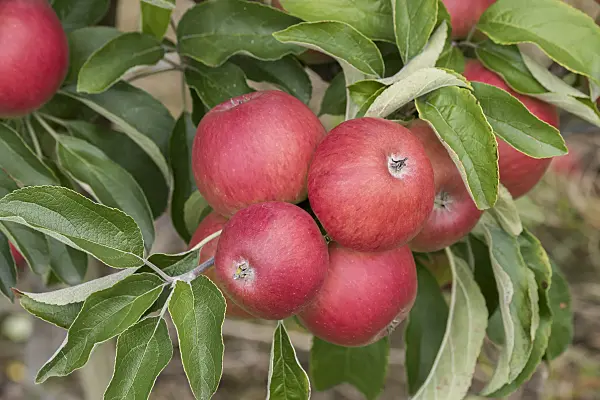 616070 - Orchard apple (Malus x domestica 'Öhringer Blutstreifling')