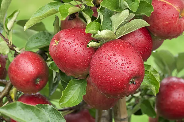 616043 - Orchard apple (Malus x domestica 'Orangenburg')