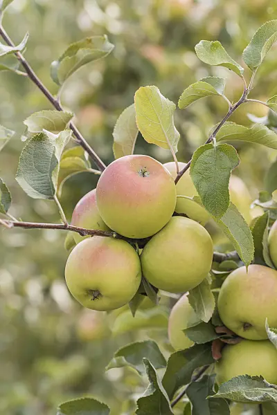 635094 - Orchard apple (Malus x domestica 'Otava')