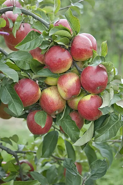 502278 - Orchard apple (Malus x domestica 'Pilot')