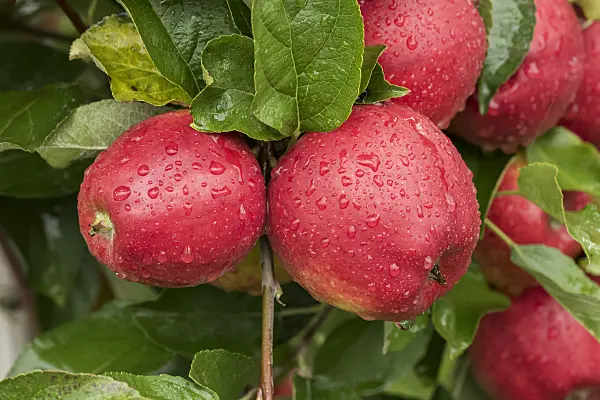 616045 - Orchard apple (Malus x domestica 'Pilot')