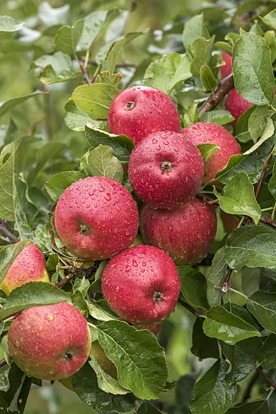 616046 - Orchard apple (Malus x domestica 'Pilot')