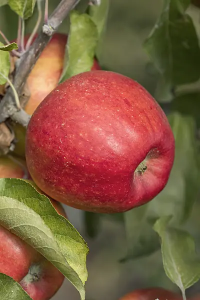 635095 - Orchard apple (Malus x domestica 'Pilot')