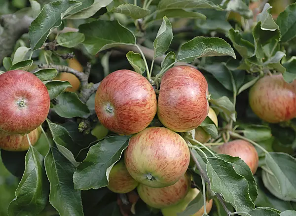 471421 - Orchard apple (Malus x domestica 'Pimona')