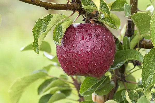 616047 - Orchard apple (Malus x domestica 'Pinett')