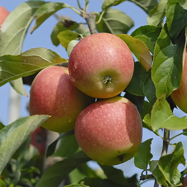 471422 - Orchard apple (Malus x domestica 'Pinova')