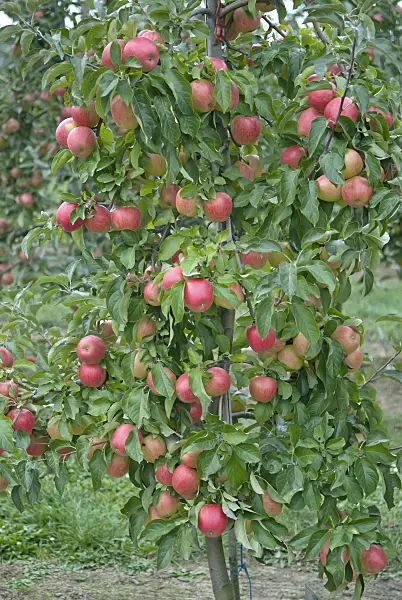 502280 - Orchard apple (Malus x domestica 'Pinova')