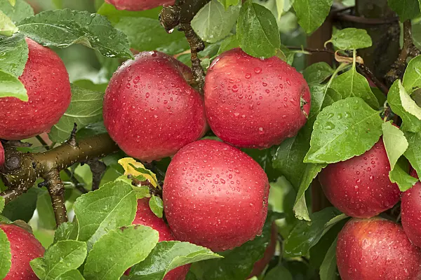 616048 - Orchard apple (Malus x domestica 'Pinova')