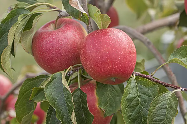 635096 - Orchard apple (Malus x domestica 'Pinova')