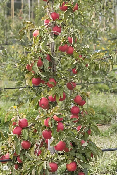635097 - Orchard apple (Malus x domestica 'Pinova')