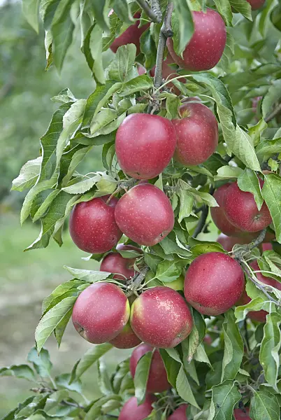 502281 - Orchard apple (Malus x domestica 'Pivita')