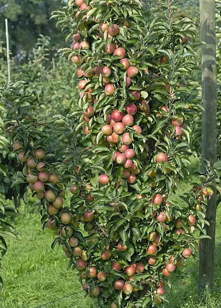 471424 - Orchard apple (Malus x domestica 'Polka')