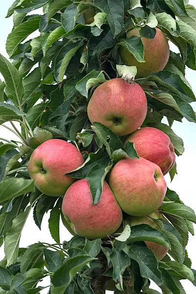 675231 - Orchard apple (Malus x domestica 'Pompink')