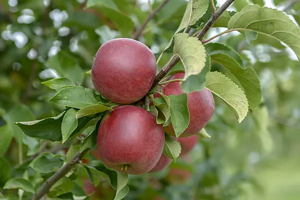 575153 - Orchard apple (Malus x domestica 'Rajka')