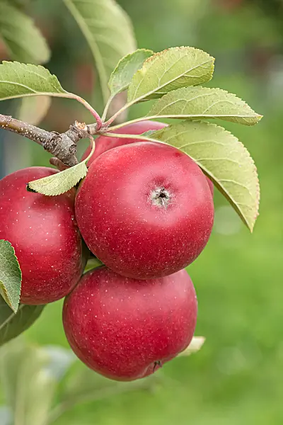 675232 - Orchard apple (Malus x domestica 'Rajka')