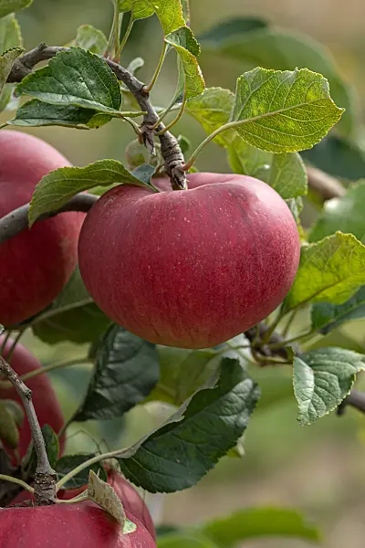 675233 - Orchard apple (Malus x domestica 'Rea Bellina')