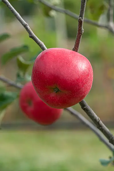 675235 - Orchard apple (Malus x domestica 'Rea Cadis')