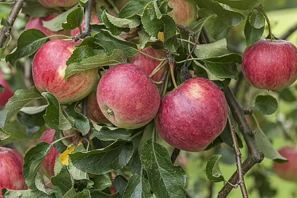 616049 - Orchard apple (Malus x domestica 'Reanda')