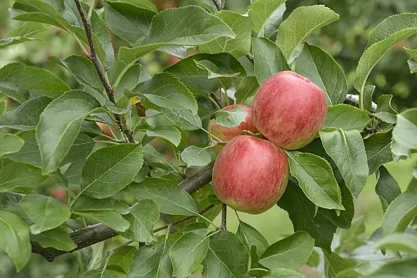 547188 - Orchard apple (Malus x domestica 'Rebella')