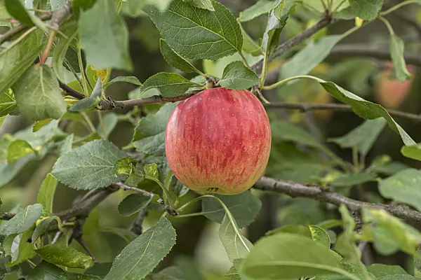 616050 - Orchard apple (Malus x domestica 'Rebella')