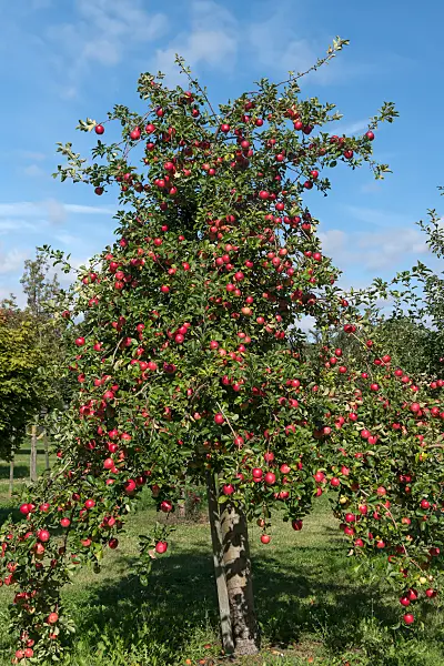 675238 - Orchard apple (Malus x domestica 'Rebella')