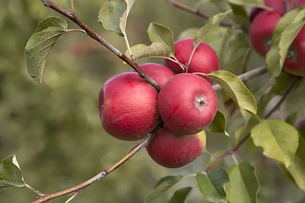 635098 - Orchard apple (Malus x domestica 'Red Topaz')