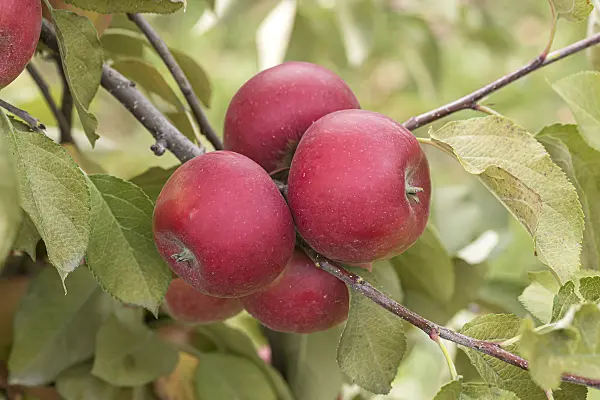 635100 - Orchard apple (Malus x domestica 'Red Topaz')