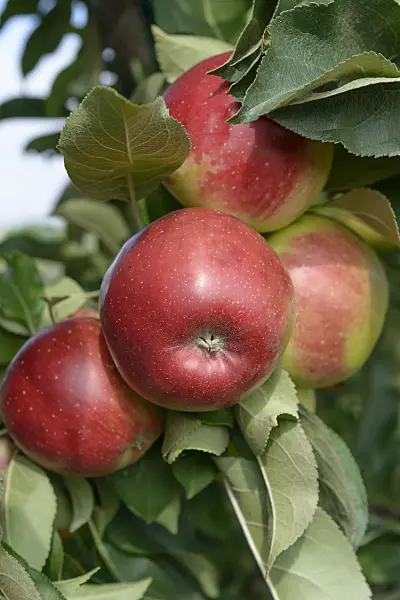 547190 - Orchard apple (Malus x domestica 'Redcats')