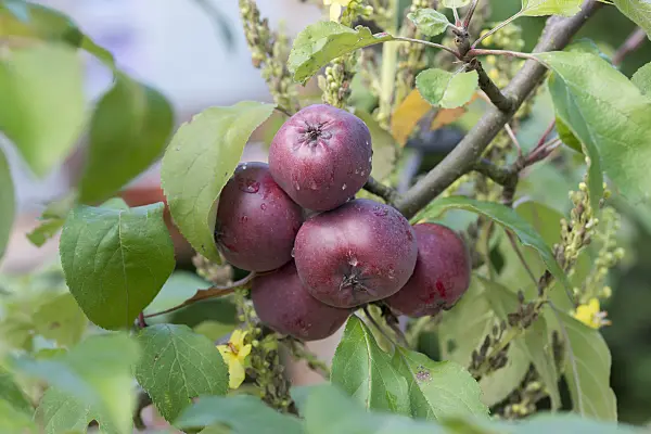 625276 - Orchard apple (Malus x domestica 'Redlove Circe')