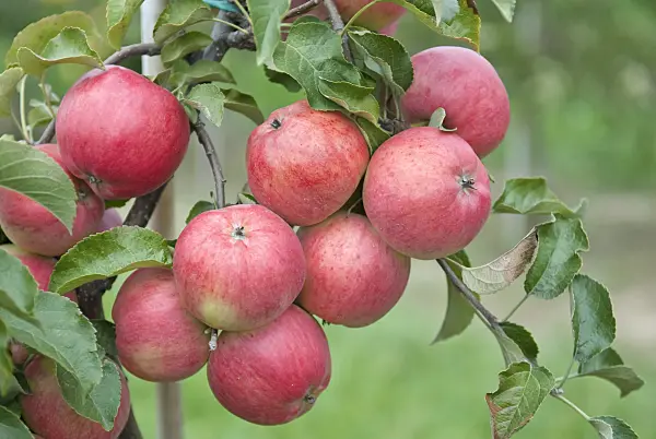 502284 - Orchard apple (Malus x domestica 'Regia')