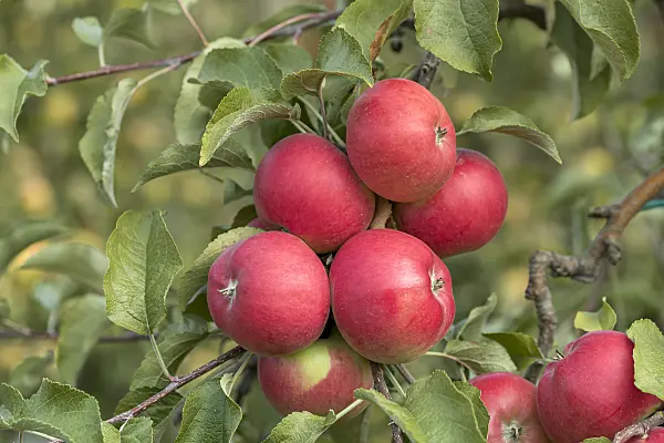 635101 - Orchard apple (Malus x domestica 'Regia')