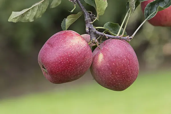 616052 - Orchard apple (Malus x domestica 'Regine')