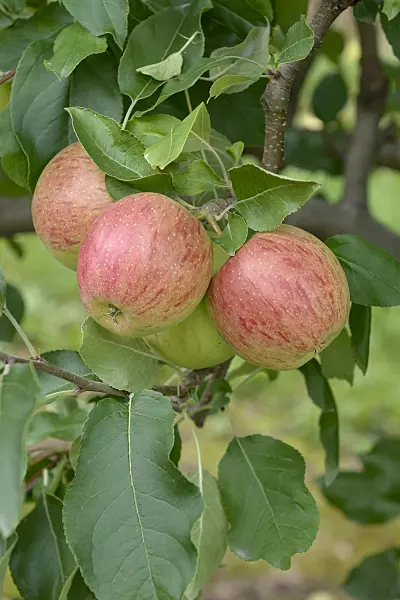 547191 - Orchard apple (Malus x domestica 'Rekarda')