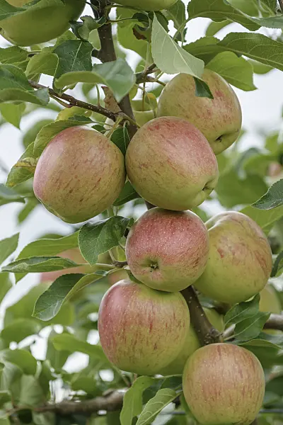 547192 - Orchard apple (Malus x domestica 'Rekarda')