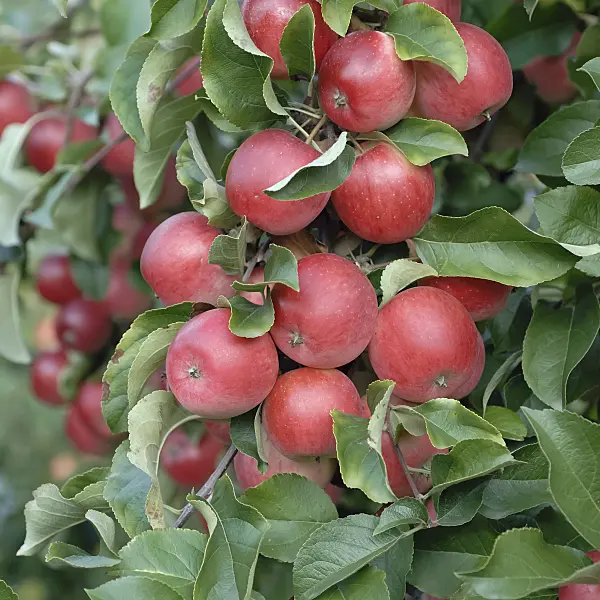 471426 - Orchard apple (Malus x domestica 'Releika')