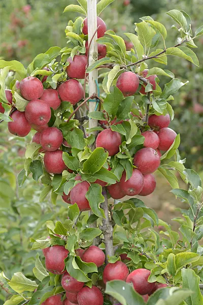 547194 - Orchard apple (Malus x domestica 'Releika')