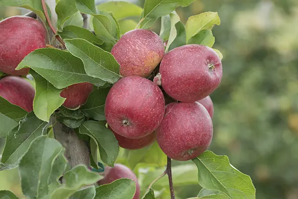 547195 - Orchard apple (Malus x domestica 'Releika')