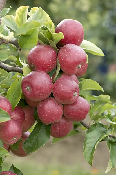 547196 - Orchard apple (Malus x domestica 'Releika')