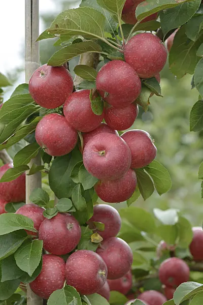 547197 - Orchard apple (Malus x domestica 'Remo')