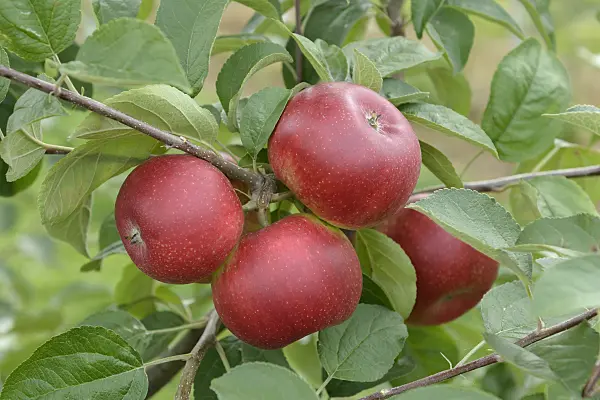 547198 - Orchard apple (Malus x domestica 'Remura')