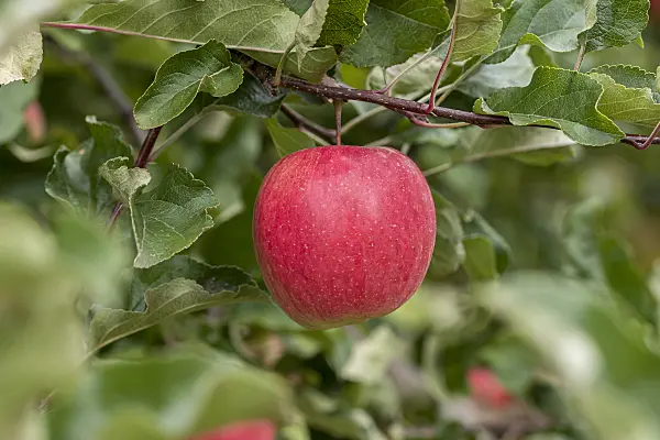 616054 - Orchard apple (Malus x domestica 'Renora')
