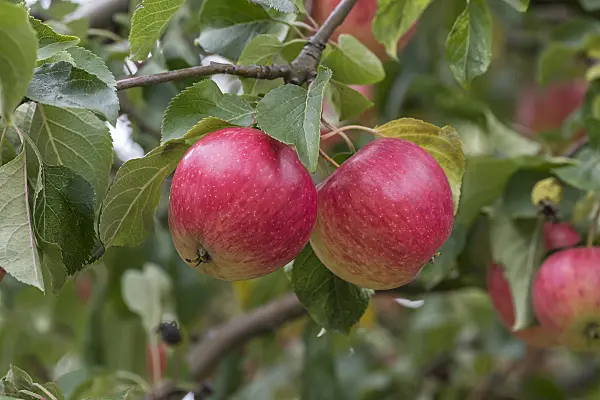 616055 - Orchard apple (Malus x domestica 'Resi')