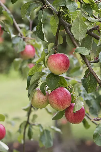 616056 - Orchard apple (Malus x domestica 'Resi')