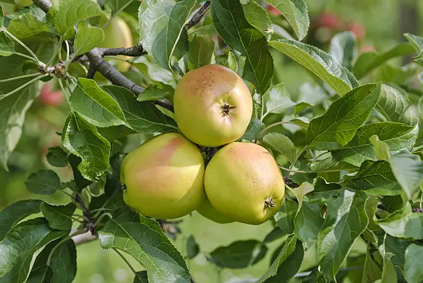517329 - Orchard apple (Malus x domestica 'Resista')