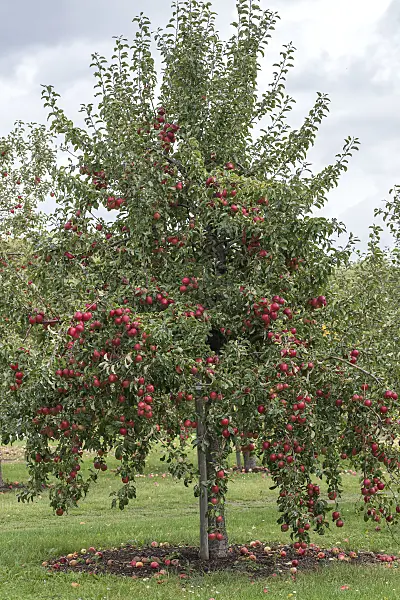 616057 - Orchard apple (Malus x domestica 'Rewena')