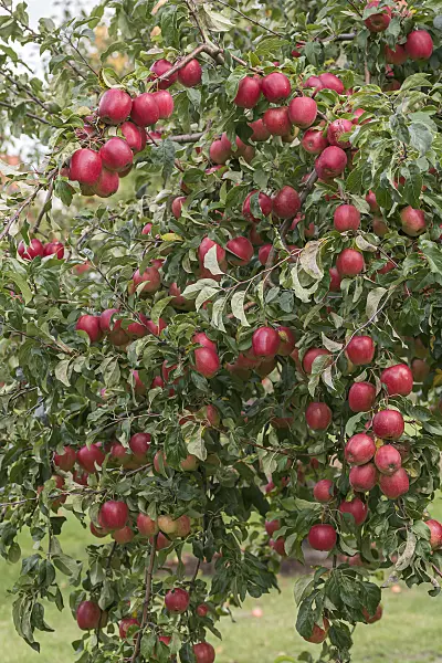 616058 - Orchard apple (Malus x domestica 'Rewena')