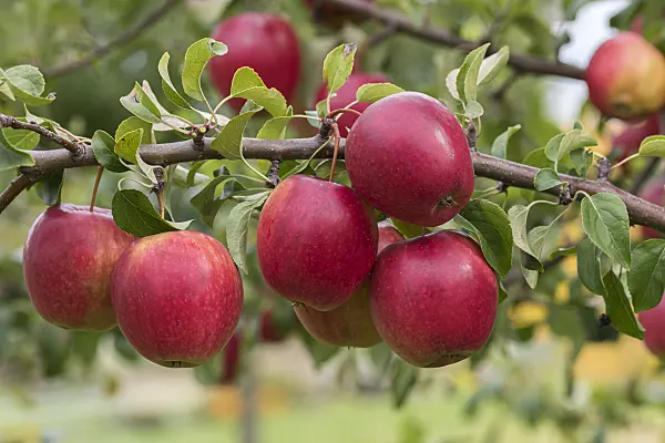 616059 - Orchard apple (Malus x domestica 'Rewena')